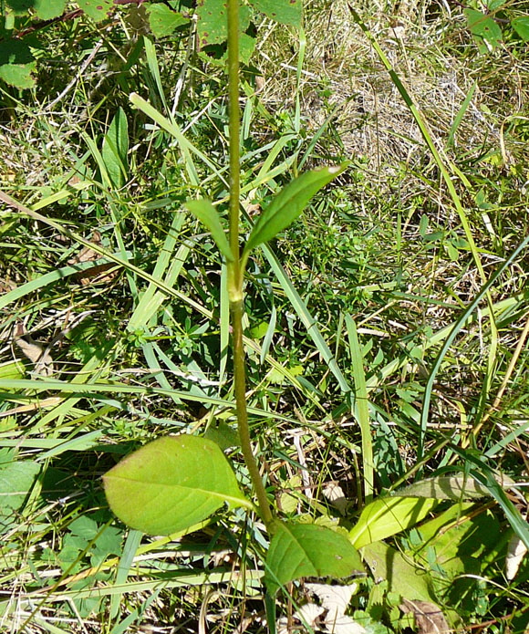 Gemeiner Teufelsabbiss (Succisa pratensis) Sept 2012 Pfalz Donnersberg 059