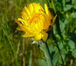 Gemeines Ferkelkraut (Hypochaeris radicata) kl.