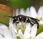 Geringelte Maskenbiene Hylaeus annularis kl.