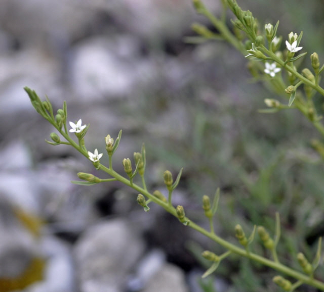 Geschnbeltes Leinblatt (Thesium rostratum) Mai 2012 Ammergebirge, Grasnang NIKON 224
