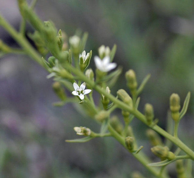 Geschnbeltes Leinblatt (Thesium rostratum) Mai 2012 Ammergebirge, Grasnang NIKON 225