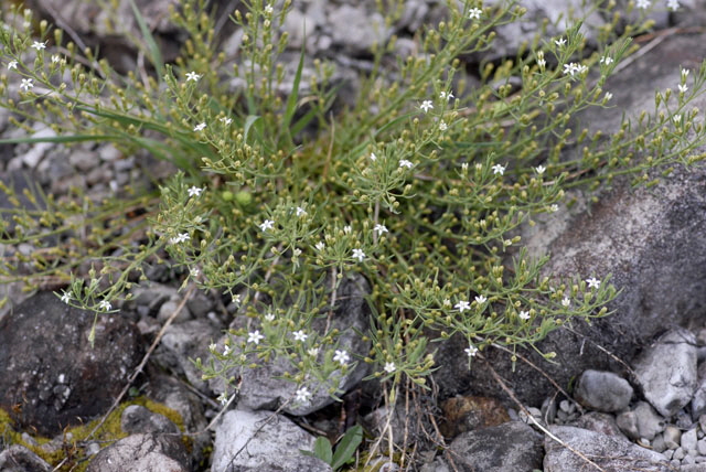 Geschnbeltes Leinblatt (Thesium rostratum) Mai 2012 Ammergebirge, Grasnang NIKON 247