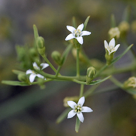 Geschnbeltes Leinblatt (Thesium rostratum) Mai 2012 Ammergebirge, Grasnang NIKON 249