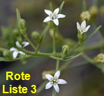 Geschnbeltes Leinblatt (Thesium rostratum) kl.