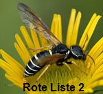 Gespinstblattwespe Megalodontes cephalotes kl.