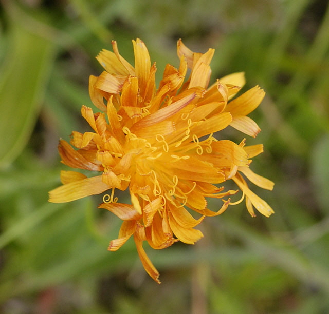 Gold-Pippau (Crepis aurea)  9.7.2011 Allgu Alpen Fellhorn NIKON2 059