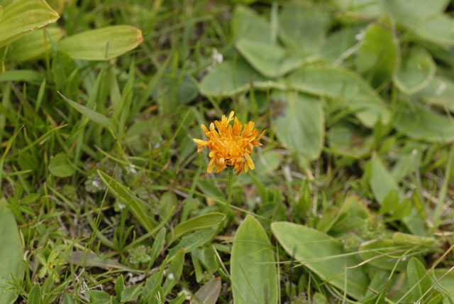 Gold-Pippau (Crepis aurea) 9.7.2011 Allgu Alpen Fellhorn NIKON2 060