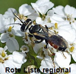 Grabwespe 3 Dinetus pictus 2 kl.