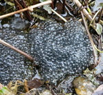 Grasfrosch Laich kl.