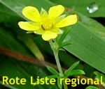 Graue Fingerkraut Potentilla inclinata  kl.