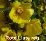 Grobltige Knigskerze kl.