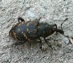 Groer Brauner Rsselkfer (Hylobius abietis) kl.