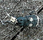 Groer Breitrssler - Anthribus albinus kl.