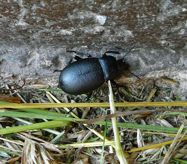 Groer Totenkfer Blaps cf.  lethifera Juni 2012 FFH Reliktwald Ost und West Insekten 003