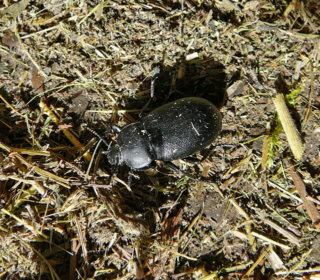 Groer Totenkfer Blaps cf.  lethifera Juni 2012 FFH Reliktwald Ost und West Insekten 001