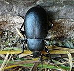 GroerTotenkfer Blaps cf.  lethifera kl.