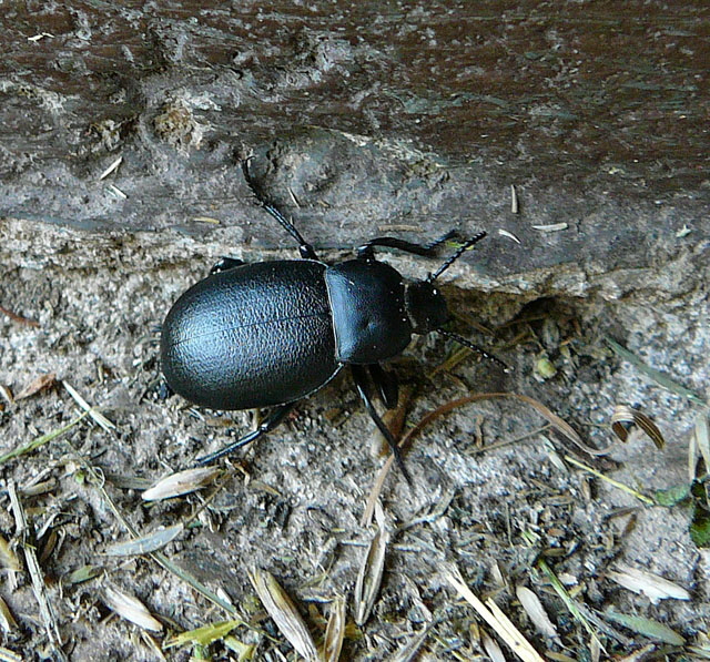 GroerTotenkfer Blaps cf.  lethifera Juni 2012 FFH Reliktwald Ost und West Insekten 007