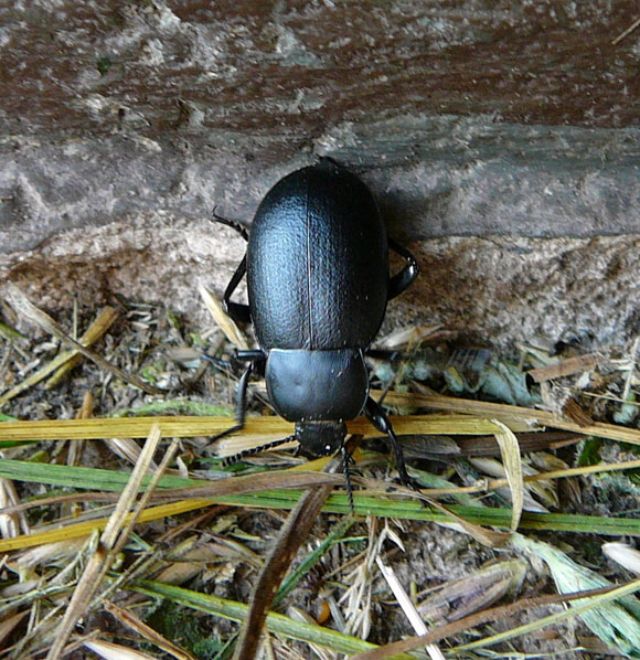 GroerTotenkfer Blaps cf.  lethifera Juni 2012 FFH Reliktwald Ost und West Insekten 005