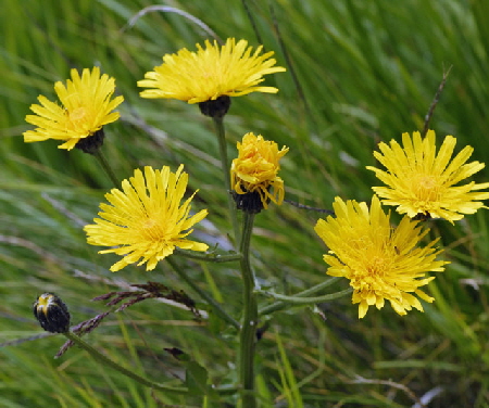 Grokpfiger Pippau (Crepis conyzifolia)  9.7.2011 Allgu Alpen Fellhorn Oberstdorf-Faistenoy 162