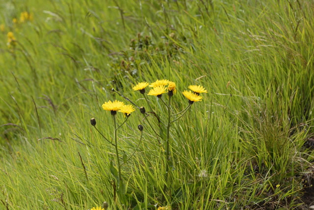 Grokpfiger Pippau (Crepis conyzifolia)  9.7.2011 Allgu Alpen Fellhorn Oberstdorf-Faistenoy 161