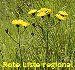 Grokpfiger Pippau (Crepis conyzifolia) kl.