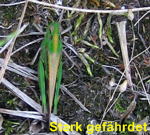 Grne Strandschrecke Aiolopus thalassinus kl.