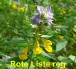 Hain-Wachtelweizen (Artengruppe Melampyrum nemorosum agg.) kl.