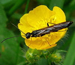 Halmwespe 1 Cephus spec. 2 kl.