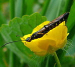 Halmwespe 1 Cephus spec. kl.