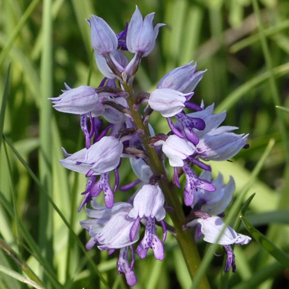 Helm-Knabenkraut (Orchis militaris) Mai 2011 Bensheim Zell und Gronau Orchideen NIKON 018a