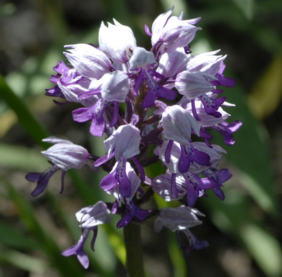 Helm-Knabenkraut (Orchis militaris) Mai 2011 Bensheim Zell und Gronau Orchideen NIKON 038