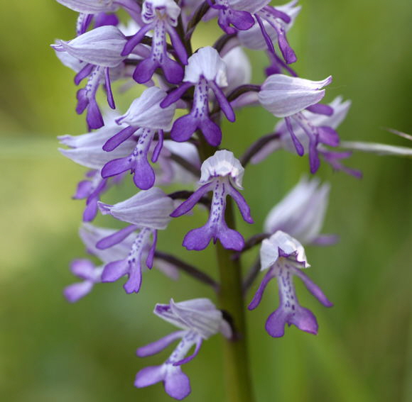 Helm-Knabenkraut (Orchis militaris) Mai 2011 Bensheim Zell und Gronau Orchideen NIKON 084