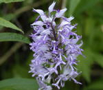 Helm-Knabenkraut (Orchis militaris) kl.