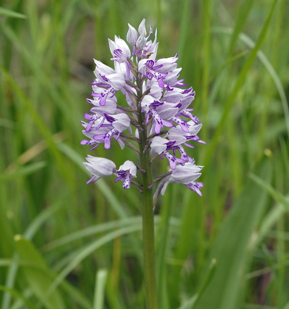 Helm-Knabenkraut  Orchis militaris 2012-05-12 Oberlaudenbach, Orchideen + Insekten 143