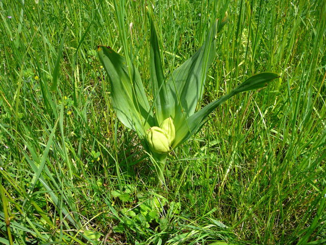 Herbstzeitlose (Colchicum autumnale)  Fruchtstand Mai 2010 Hemsbach Graben Wiese Storch, Blumen u. Insekten 137