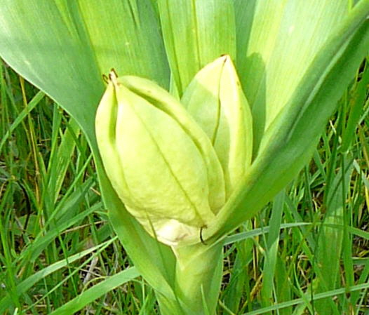 Herbstzeitlose (Colchicum autumnale)  Fruchtstand Mai 2010 Hemsbach Graben u. Kaefer 058a