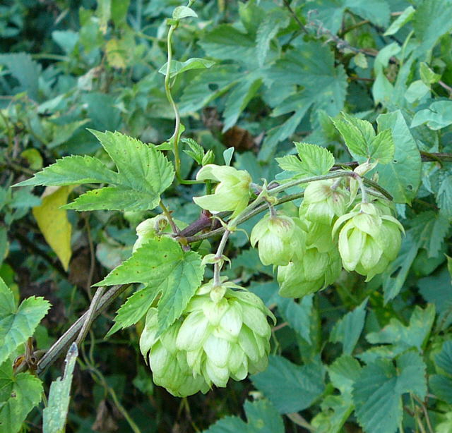 Hopfen  (Humulus lupulus) Aug 2009 Lorscher See u. Graben Hemsbach 051