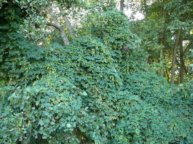 Hopfen  (Humulus lupulus) Aug 2009 Lorscher See u. Graben Hemsbach 052