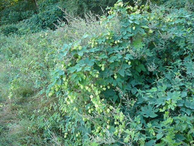 Hopfen  (Humulus lupulus) Aug 2009 Lorscher See u. Graben Hemsbach 053