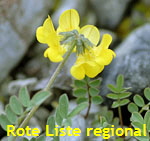 Hufeisenklee (Hippocrepis comosa) kl.