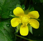 Indische Scheinerdbeere  Potentilla (Duchesnea) indica kl.