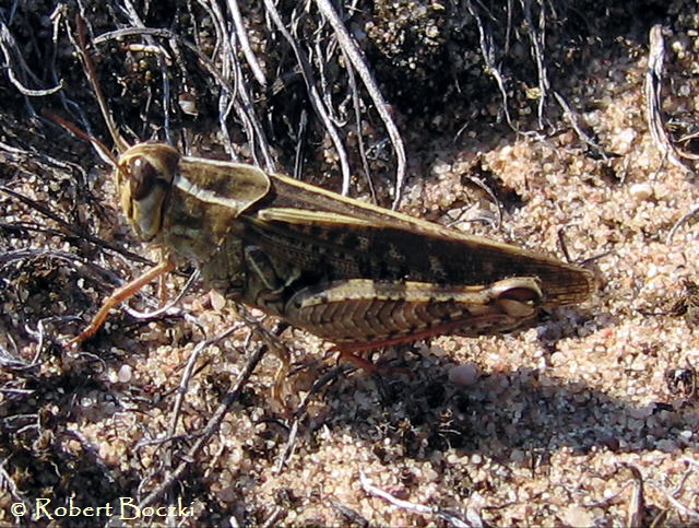 Italienische Schnschrecke Calliptamus italicus 1b_Drei_Dnen_18_7_2007_R.Boczki1
