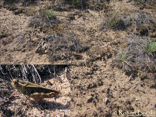 Italienische Schnschrecke Calliptamus italicus _1b_Drei_Dnen_18_7_2007_R.Boczki