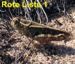 Italienische Schnschrecke Calliptamus italicus kl.