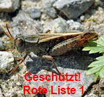 Italienischen Schnschrecke (Caliptamus italicus 1 kl.