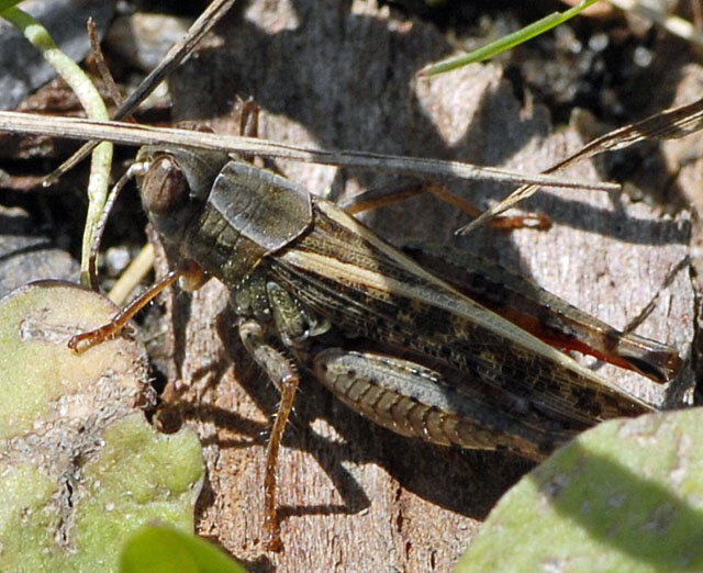 Italienischen Schnschrecke (Caliptamus italicus Juli 2012 FFH Wald Insekten 141