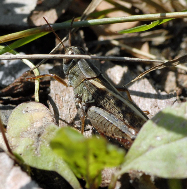 Italienischen Schnschrecke (Caliptamus italicus Juli 2012 FFH Wald Insekten 142