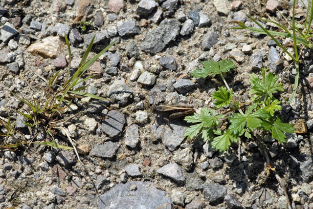Italienischen Schnschrecke (Caliptamus italicus Juli 2012 FFH Wald Insekten 143