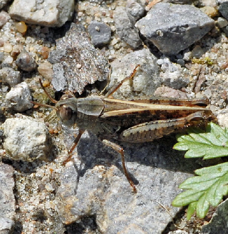 Italienischen Schnschrecke (Caliptamus italicus Juli 2012 FFH Wald Insekten 143a