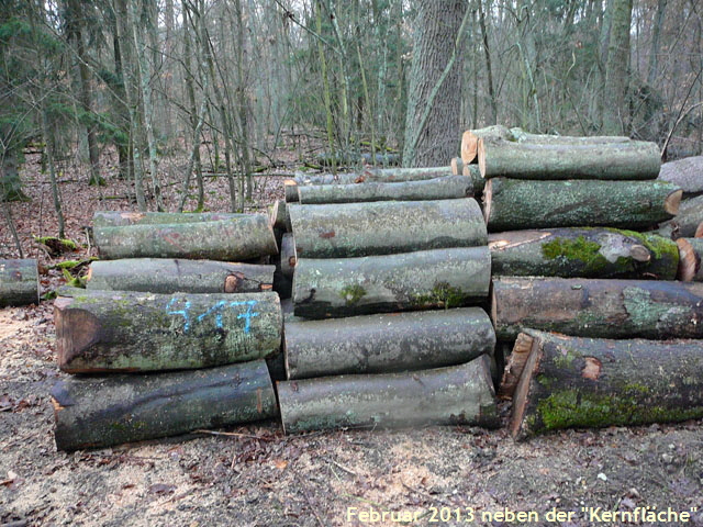 Januar 2013 FFH Reliktwald Ost GP u.West Holz u.Flechten 237 Januar 2013 FFH Reliktwald Ost GP u.West Holz u.Flechten 237